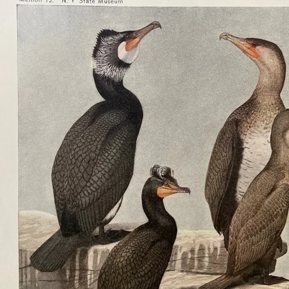🖤5/$25 Antique Ornithological Bird Print Original 1913 vintage birds